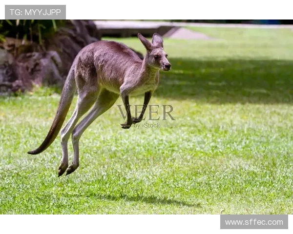 西布朗袋鼠跳跃